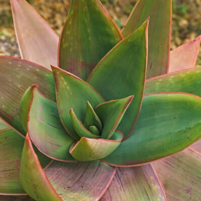 Aloe striata