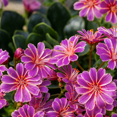 Lewisia