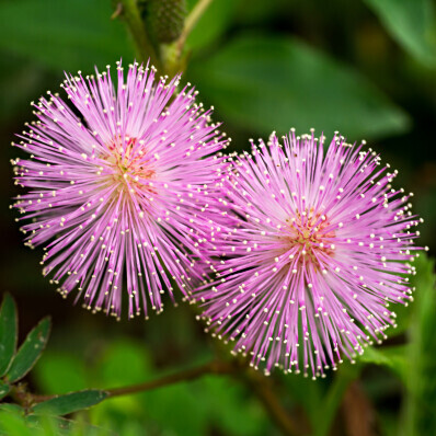 Mimosa pudica