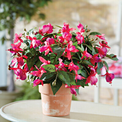 3 buchete fucsia