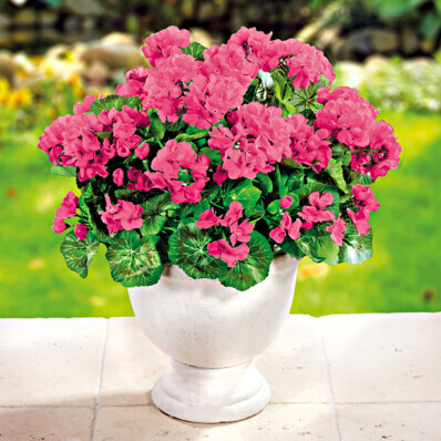 Un buchet de muscate