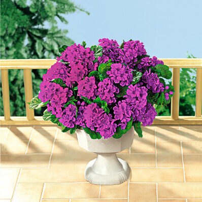 Un buchet de muscate