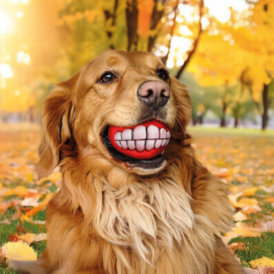 2 hračky na hryzenie pre psov