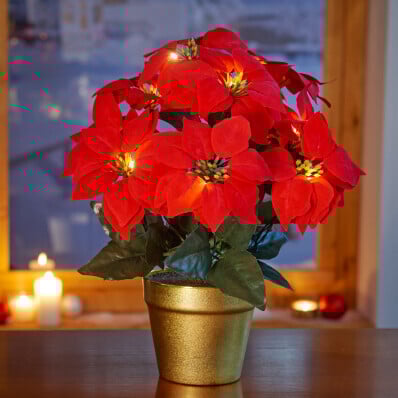 Stea de Crăciun LED în ghiveci