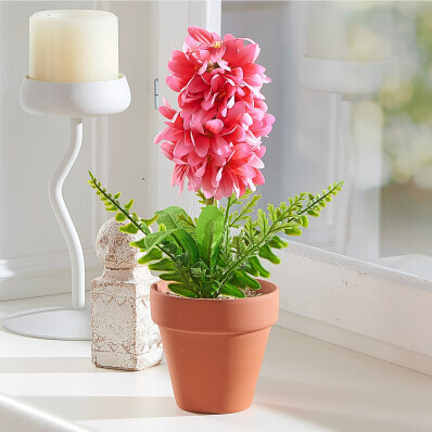 Hyacint v květináči