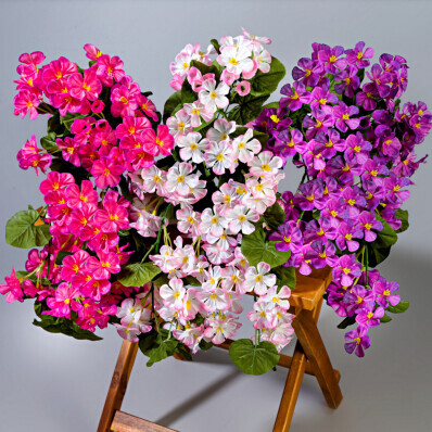 3 muşcate apogeante