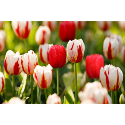 25dílná směs tulipánů