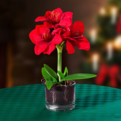Amaryllis