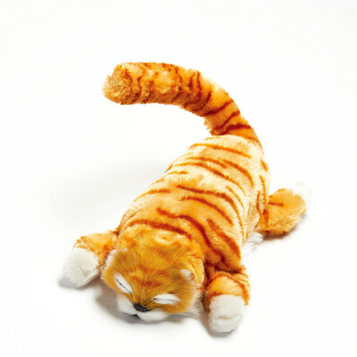 Ginger, a macska